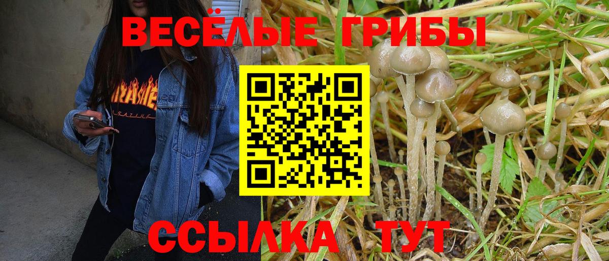 Псилоцибиновые грибы GOLDEN TEACHER  Псилоцибиновые грибы Cubensis  Владимир  Вход с VPN 